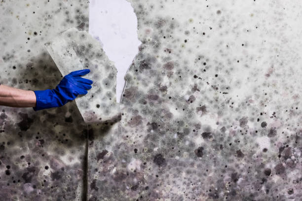 Best Mold Testing  in Keyes, CA