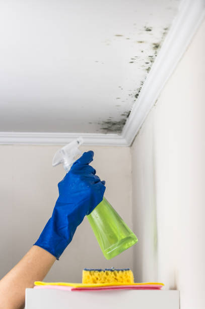 Mold Removal and Inspection in Keyes, CA