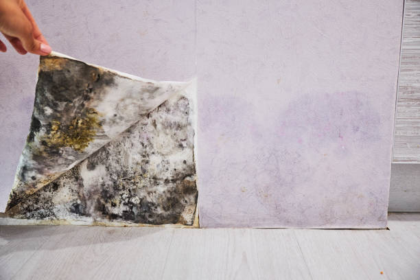Best Professional Mold Removal  in Keyes, CA